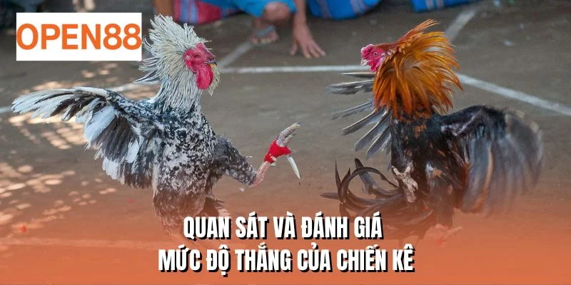 Quan sát và đánh giá mức độ thắng của chiến kê